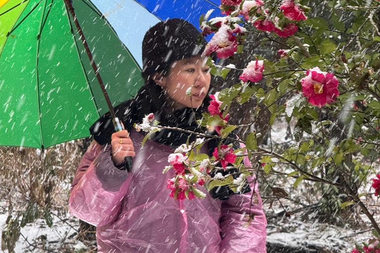 Jeju: Winter SouthWest Tangerine Pick, Snow, Camellia, Tour