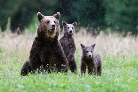 Private Bear Watching From Brasov | Szekler Food&Guarantee