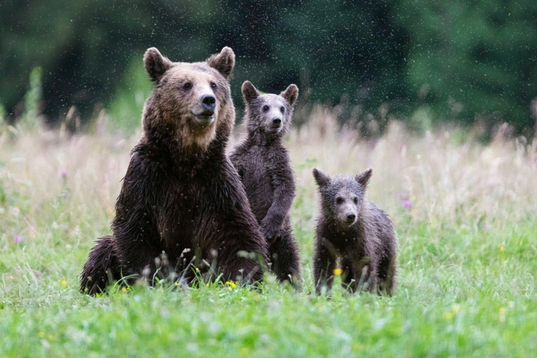 Private Bear Watching From Brasov | Szekler Food&Guarantee