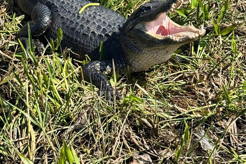 Everglades: Semi-Private or Private Airboat Tour Everglades: Private Airboat Tour 2hrs