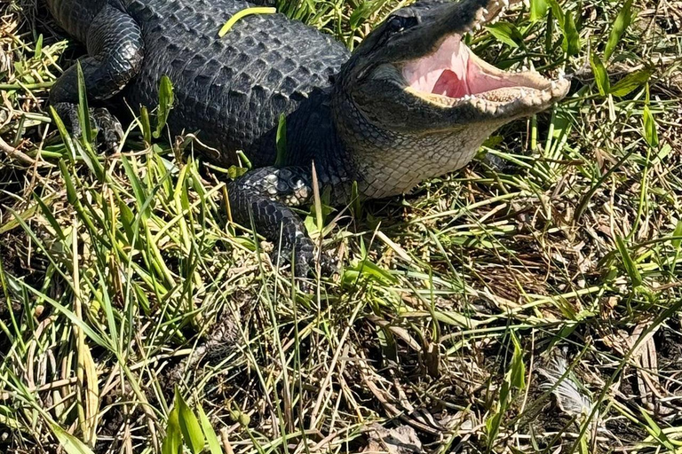 Everglades: Semi-Private or Private Airboat Tour Everglades: Private Airboat Tour 2hrs