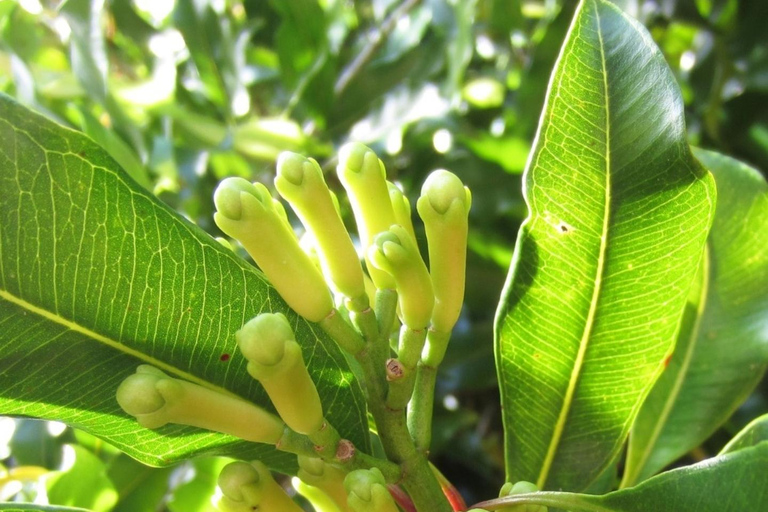 Zanzibar : Stone Town, visite des épices et de l'île prison avec déjeunerVisite privée