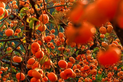 Guilin: Private Wen & Wu Temple Tour with Red Rock Village