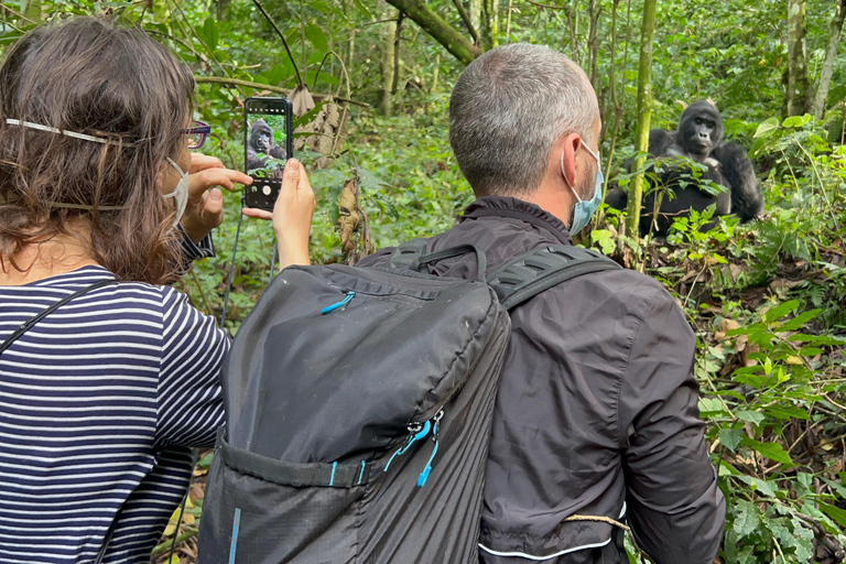 1 giorno di trekking con i gorilla e il centro di ricerca di Karisoke, Volcanoes NP