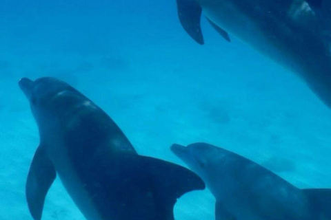 Swim with Dolphins Mnemba, Snorkeling, & Beach Horse Riding ONLY TRANSFERS INCLUDED – ALL ENTRANCE FEES ARE NOT INCLUDED