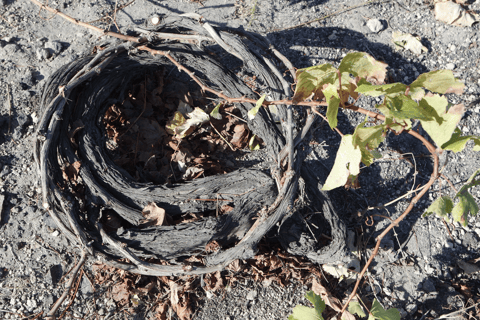 Santorini: tour per piccoli gruppi di 3 cantine locali