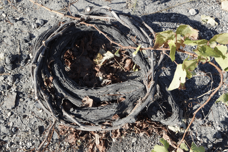 Santorin : visite en petit groupe de 3 vignobles locaux