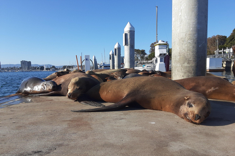 لوس أنجلوس: الإبحار عند غروب الشمس مع الموسيقى