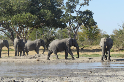维多利亚瀑布：直升机飞行与野生动物Safari组合维多利亚瀑布：直升机飞行与野生动物Safari组合游