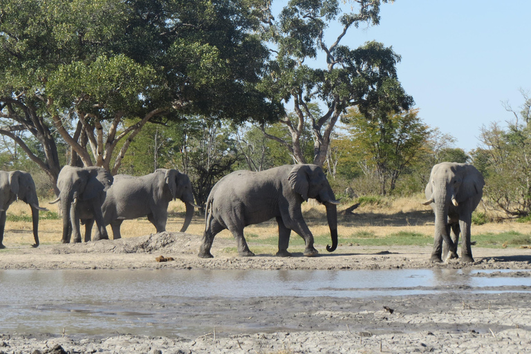 维多利亚瀑布：直升机飞行与野生动物Safari组合维多利亚瀑布：直升机飞行与野生动物Safari组合游