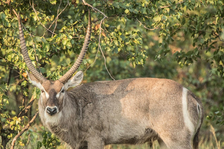 Arusha: 6-Day Safari to Tarangire, Serengeti, and Ngorongoro