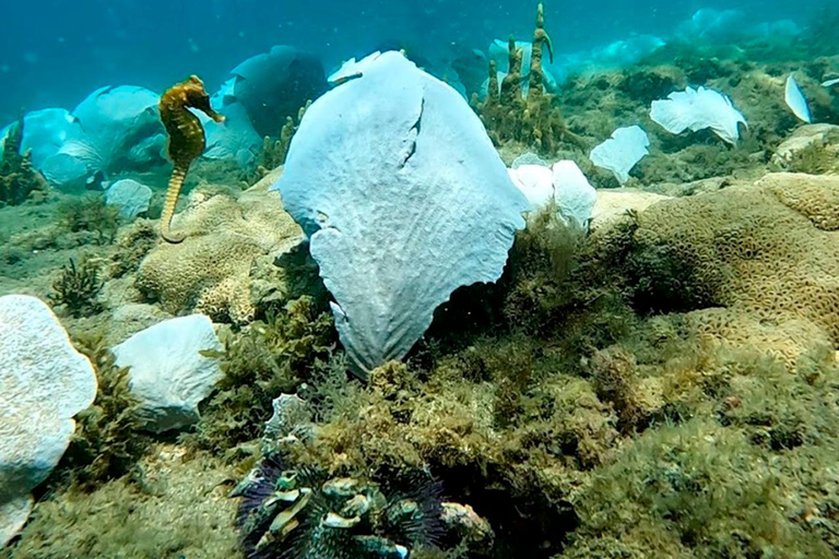 de Río de Janeiro: Buceo en Buzios