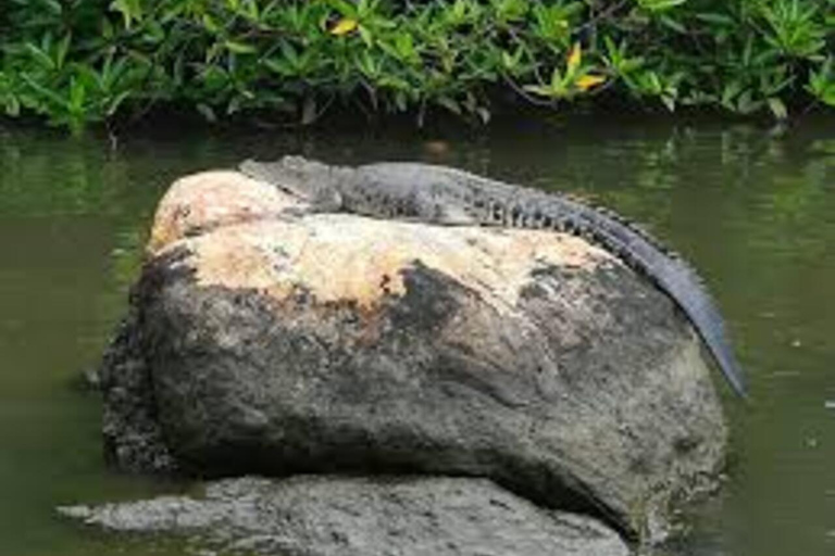 Bentota : Safari fluvial avec prise en charge et retour à l&#039;hôtelSafari matinal sur la rivière Bentota avec prise en charge et retour à l&#039;hôtel