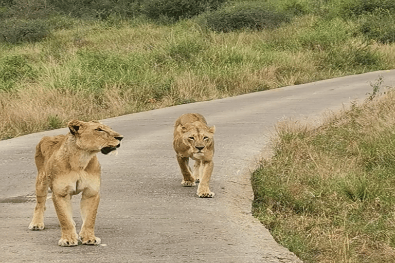 Parco Nazionale di Nairobi Game Drive