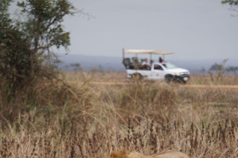 Da Zanzibar: 2 notti e 1 giorno nel PARCO NAZIONALE DI MIKUMI (3 giorni)