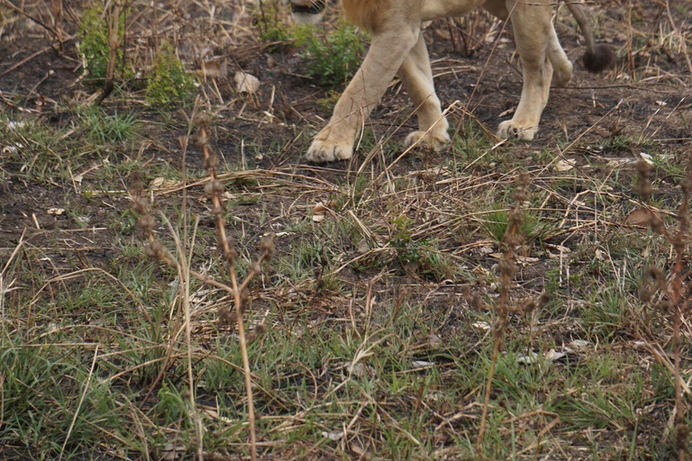 Da Zanzibar: 2 notti e 1 giorno nel PARCO NAZIONALE DI MIKUMI (3 giorni)