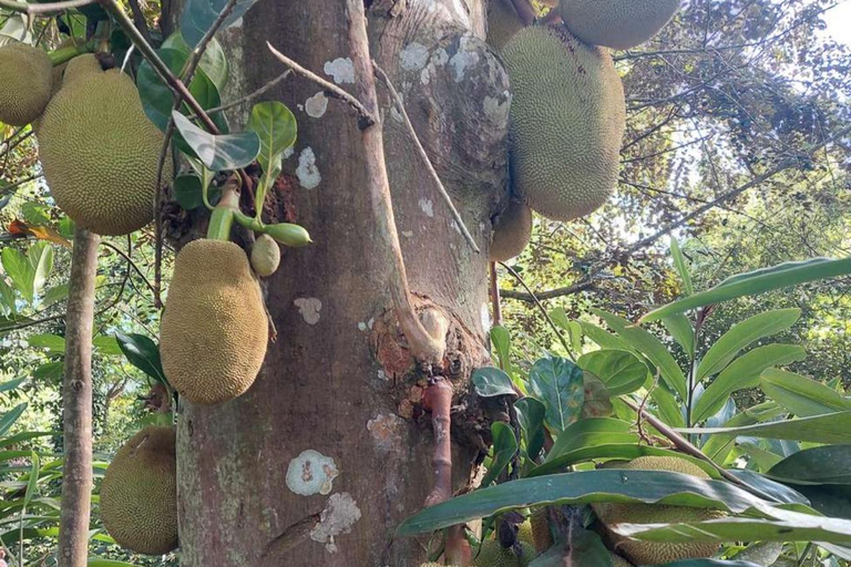 ZANZIBAR: Kryddodling, Stone Town-rundtur och Makachu DiversPRIVAT TUR TRANSFER INGÅR EJ