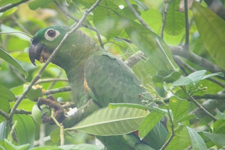 Nationaal Park Tortuguero: Dagwandeling Jaguar Trail