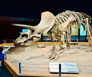 Drumheller Full-day Private Sightseeing Tour