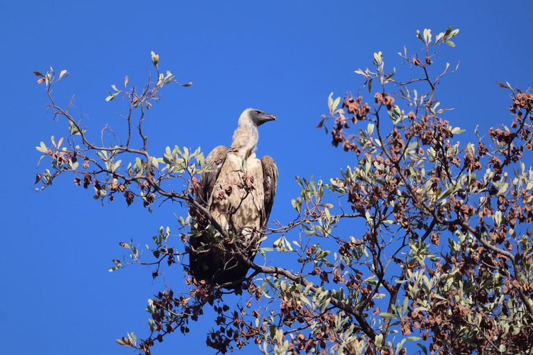 Tour di 2 giorni con rafting sullo Zambesi, safari con rinoceronti e Parco Nazionale di Chobe2 giorni di rafting sul fiume Zambesi, safari alla ricerca dei rinoceronti e tour del P