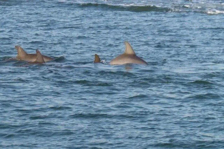 Charleston: Dolphin Discovery Sunset Cruise