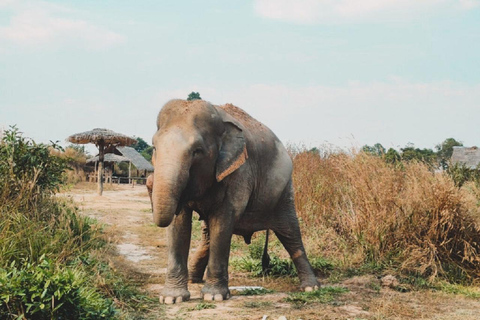 Rundtur i Kambodjas elefantreservat och Banteay Srey-templet