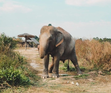 Cambodia Elephant Sanctuary Inclui traslado de ida e volta do hotel