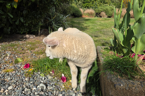 Te Anau: Sheep Shearing Farm Tour with Milford Sound Cruise Farm Tour with Sheep Shearing & Milford Sound Cruise