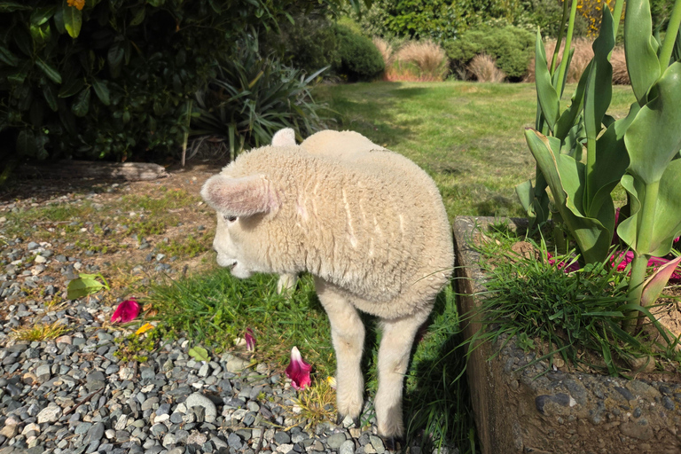 Te Anau: Sheep Shearing Farm Tour with Milford Sound Cruise Farm Tour with Sheep Shearing & Milford Sound Cruise