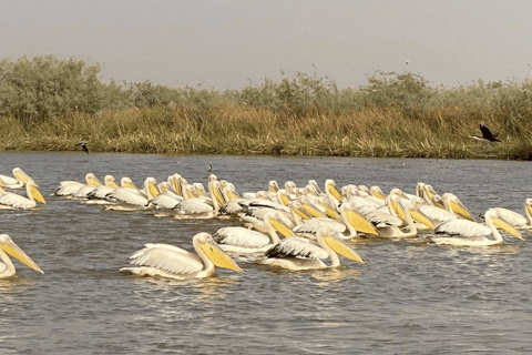 From Dakar: Saint-Louis & Djoudj Bird Sanctuary 2-Day Tour
