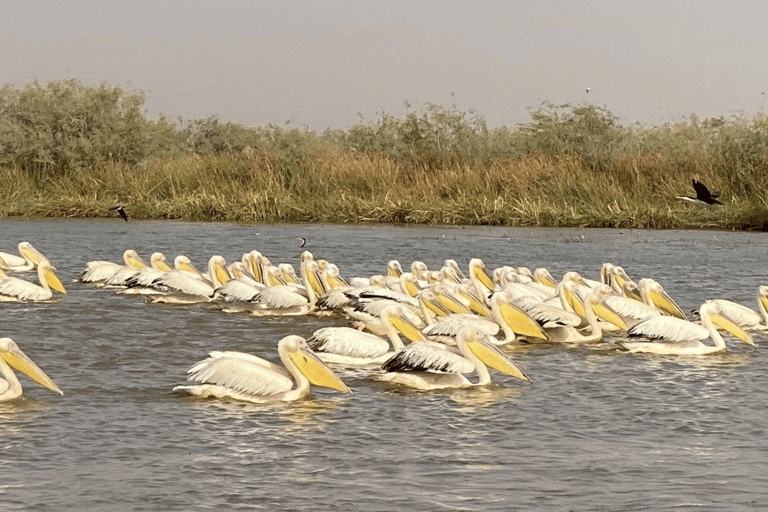 From Dakar: Saint-Louis & Djoudj Bird Sanctuary 2-Day Tour