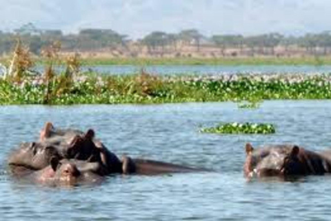 Safari de 8 días a Amboseli, Naivasha, Nakuru y Maasai Mara