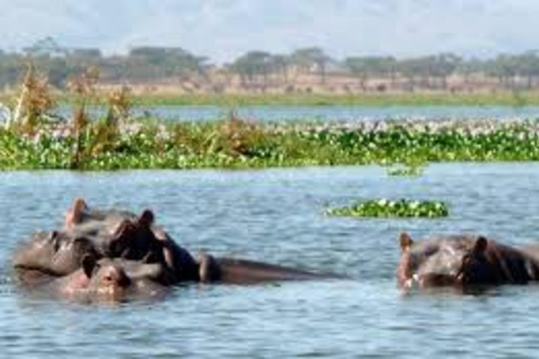Safari de 8 días a Amboseli, Naivasha, Nakuru y Maasai Mara