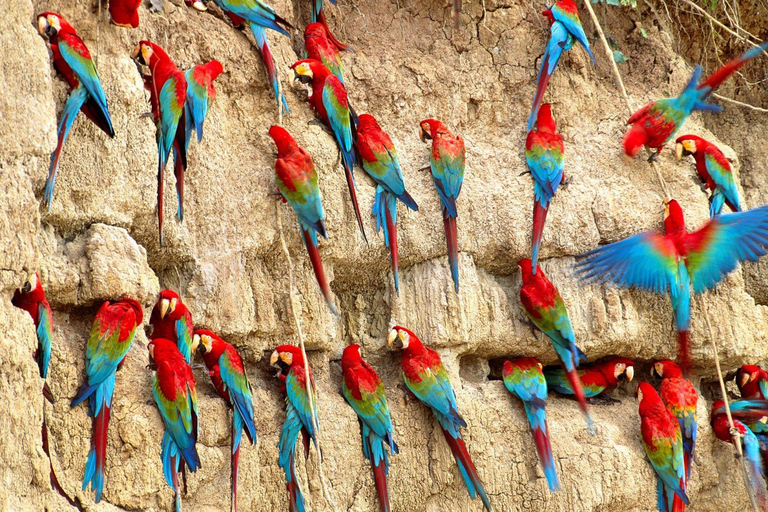 Cusco: 4-Day Manu National Park Trip with Lodging