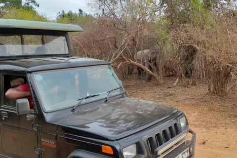 Ella nach Yala Safari mit Tush