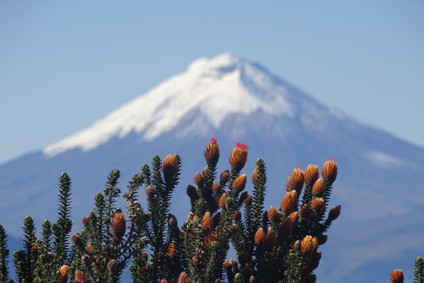 Guagua Pichincha: Trek or climb an active volcano! En/Deu/Es