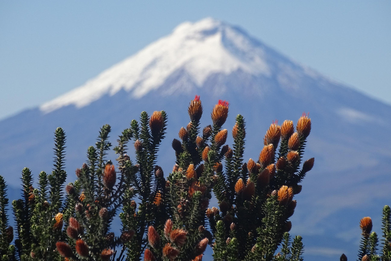 Guagua Pichincha: Trek or climb an active volcano! En/Deu/Es