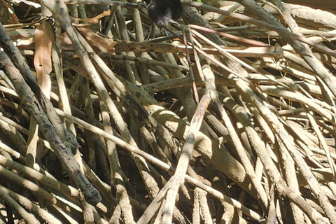 مانويل أنطونيو: جولة بالقارب بين أشجار المانغروف لمشاهدة الحيوانات