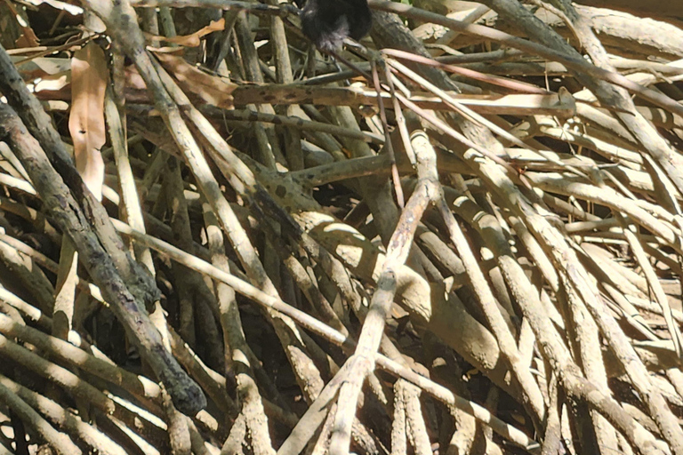 مانويل أنطونيو: جولة بالقارب بين أشجار المانغروف لمشاهدة الحيوانات