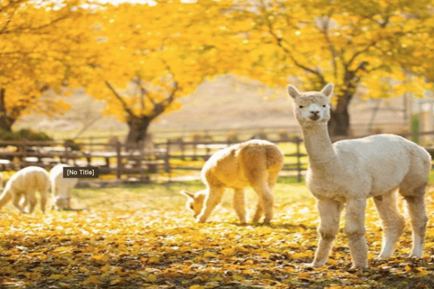 شماخي مزرعة أبجورا للكروم، مزرعة الألبكة، جولة ديري بابا النهارية