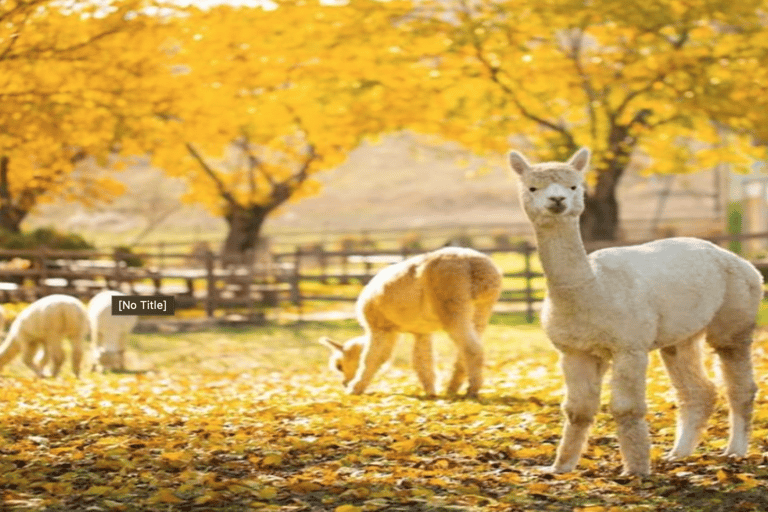 شماخي مزرعة أبجورا للكروم، مزرعة الألبكة، جولة ديري بابا النهارية