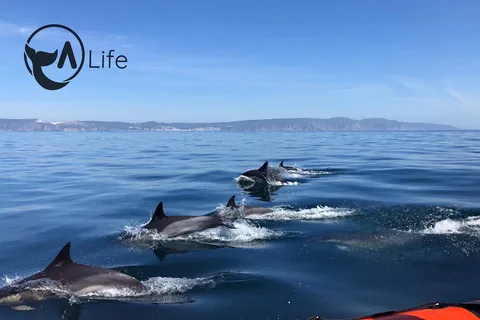 Arrábida - Sesimbra: Dolphin Watching