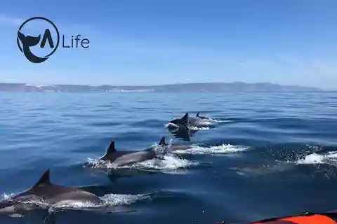Arrábida - Sesimbra: Dolphin Watching