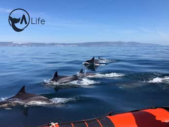 Arrábida - Sesimbra: Avistamiento de Delfines