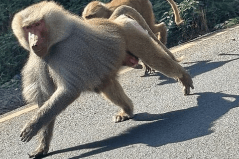 Äthiopien: 10-tägige Wildtier-Fototour mit Flügen