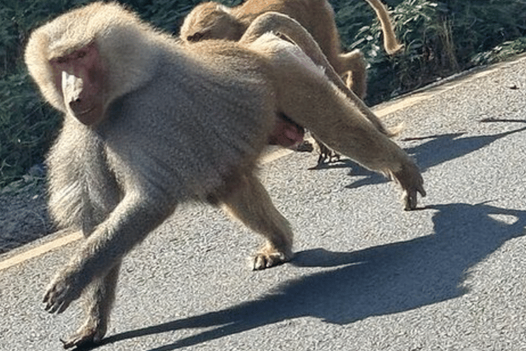Äthiopien: 10-tägige Wildtier-Fototour mit Flügen