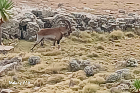 10-Day Simien Mountains Trek: Summit Stunning Ras Dejen