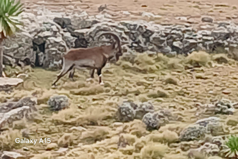 10-Day Simien Mountains Trek: Summit Stunning Ras Dejen