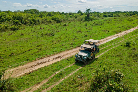 Safari mit Jaguar Tracking