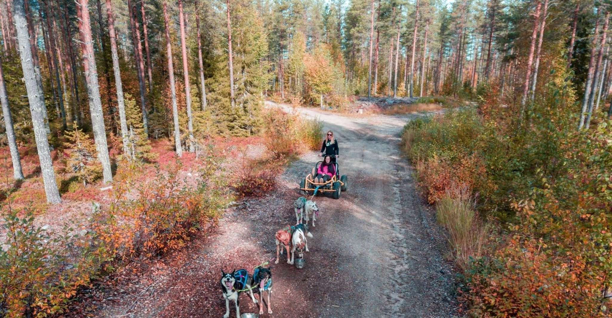 Rovaniemi, Husky Safari Tour & 6-10 km Auto-Conducción Mushing - Hizvo